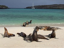 Family once male of Galapagos Sea Lion